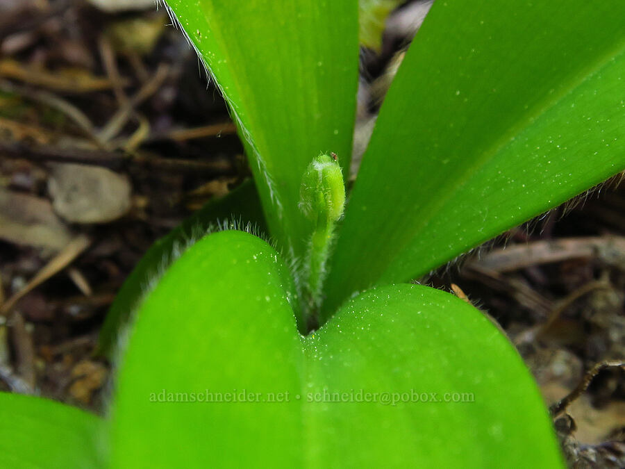 bead lily, budding (Clintonia uniflora) [Mad River Trail, Okanogan-Wenatchee National Forest, Chelan County, Washington]