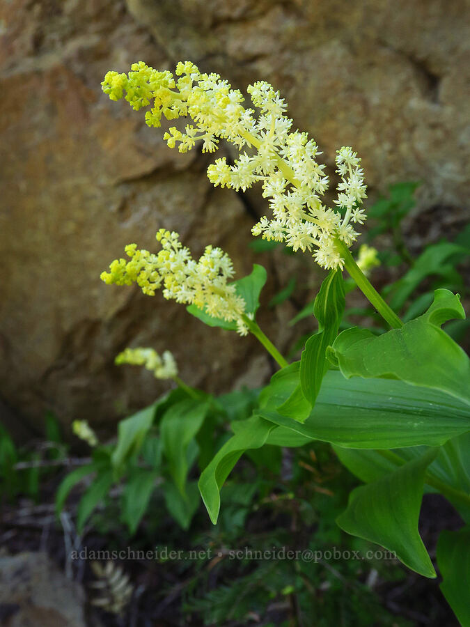 feathery false Solomon's-seal (Maianthemum racemosum ssp. amplexicaule (Smilacina racemosa)) [Forest Road 5200-090, Okanogan-Wenatchee National Forest, Chelan County, Washington]