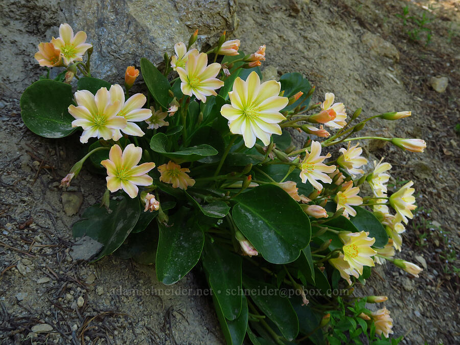 Tweedy's lewisia (Lewisiopsis tweedyi (Lewisia tweedyi)) [Forest Road 5200-090, Okanogan-Wenatchee National Forest, Chelan County, Washington]