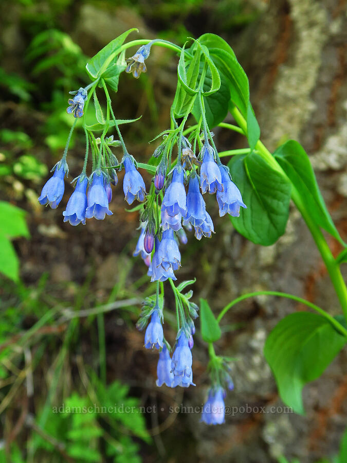 tall bluebells (Mertensia paniculata) [Forest Road 6101, Okanogan-Wenatchee National Forest, Chelan County, Washington]