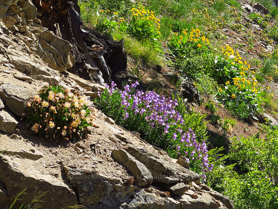 wildflowers (Lewisiopsis tweedyi (Lewisia tweedyi), Penstemon fruticosus, Balsamorhiza sagittata) [Forest Road 6101, Okanogan-Wenatchee National Forest, Chelan County, Washington]