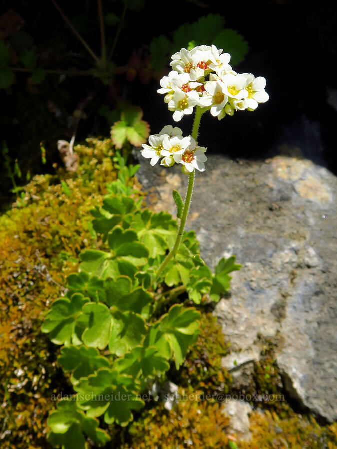 buttercup-leaf suksdorfia (Hemieva ranunculifolia (Suksdorfia ranunculifolia)) [Forest Road 6101, Okanogan-Wenatchee National Forest, Chelan County, Washington]