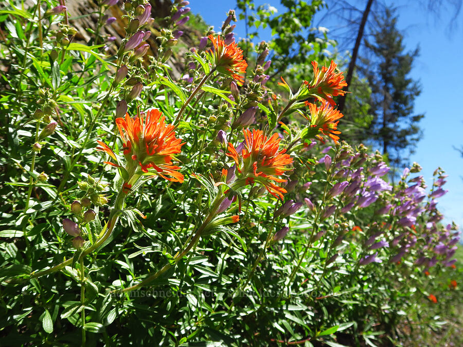 harsh paintbrush & shrubby penstemon (Castilleja hispida, Penstemon fruticosus) [Forest Road 6101, Okanogan-Wenatchee National Forest, Chelan County, Washington]