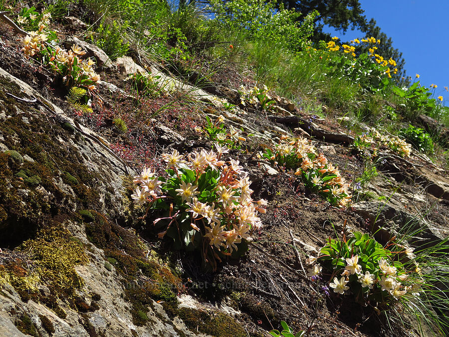 Tweedy's lewisia (Lewisiopsis tweedyi (Lewisia tweedyi)) [Forest Road 6101, Okanogan-Wenatchee National Forest, Chelan County, Washington]