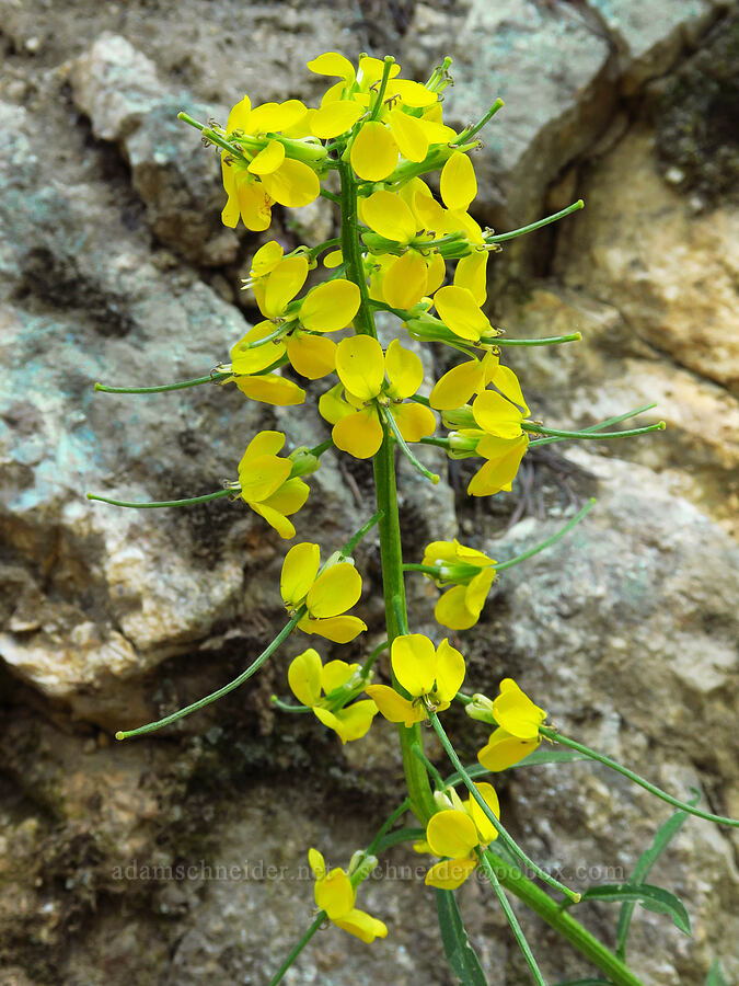 wallflower (Erysimum capitatum) [Forest Road 6101, Okanogan-Wenatchee National Forest, Chelan County, Washington]