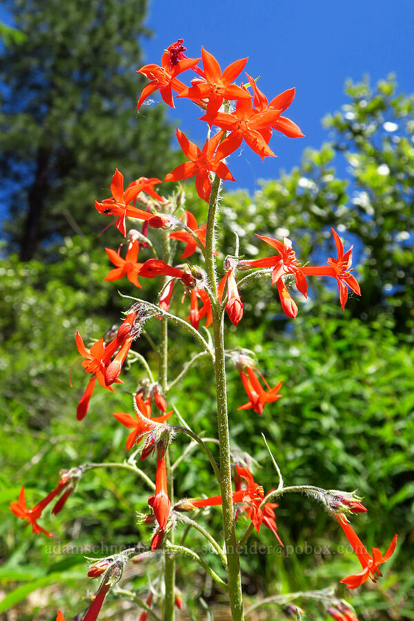 scarlet gilia (Ipomopsis aggregata) [Forest Road 6101, Okanogan-Wenatchee National Forest, Chelan County, Washington]