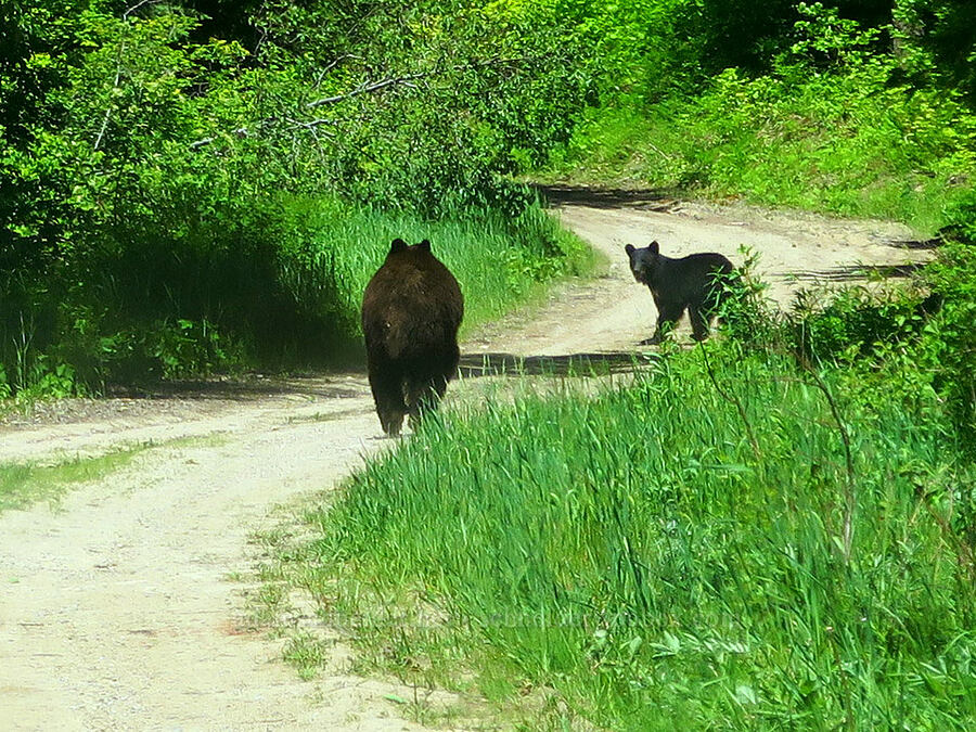 two black bears on the road (Ursus americanus) [Forest Road 6102, Okanogan-Wenatchee National Forest, Chelan County, Washington]