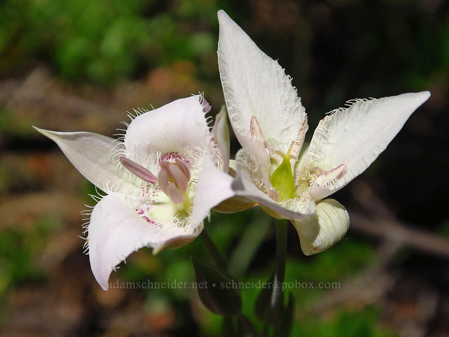 Lyall's mariposa lily (Calochortus lyallii) [Swiftwater Picnic Area, Okanogan-Wenatchee National Forest, Chelan County, Washington]