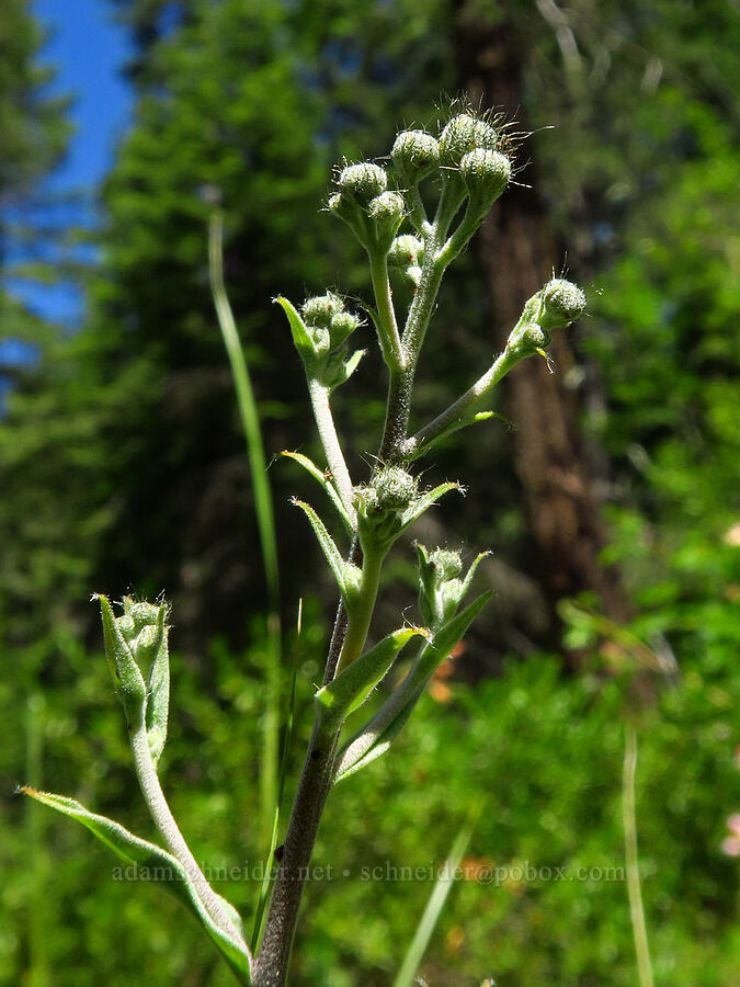 white hawkweed, budding (Hieracium albiflorum) [Swiftwater Picnic Area, Okanogan-Wenatchee National Forest, Chelan County, Washington]