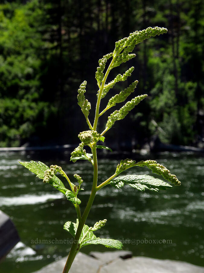 ocean-spray, budding (Holodiscus sp.) [Swiftwater Picnic Area, Okanogan-Wenatchee National Forest, Chelan County, Washington]