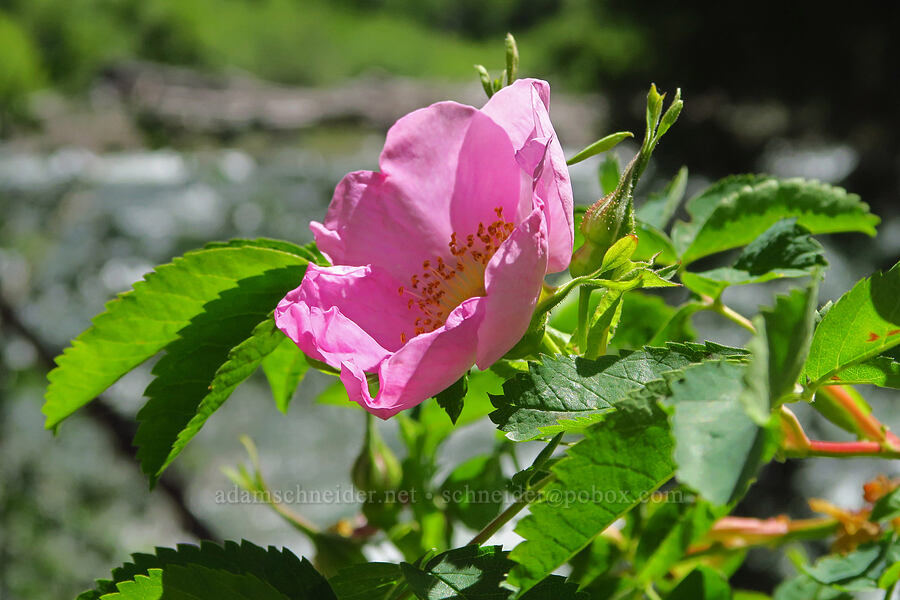 Nootka rose (Rosa nutkana) [Swiftwater Picnic Area, Okanogan-Wenatchee National Forest, Chelan County, Washington]