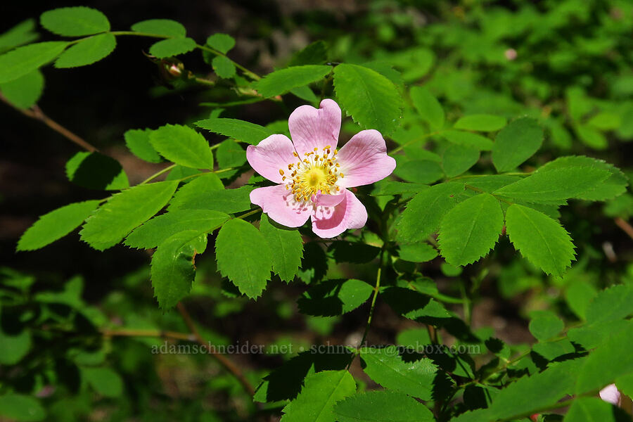 bald-hip rose (Rosa gymnocarpa) [Swiftwater Picnic Area, Okanogan-Wenatchee National Forest, Chelan County, Washington]