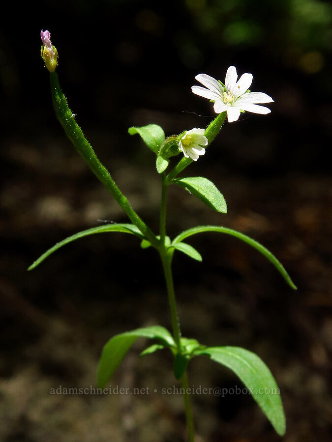 small-flowered willow-herb (Epilobium minutum) [Swiftwater Picnic Area, Okanogan-Wenatchee National Forest, Chelan County, Washington]