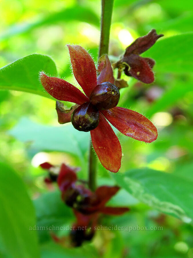 black twin-berry fruit (Lonicera involucrata) [Highway 2, Okanogan-Wenatchee National Forest, Chelan County, Washington]