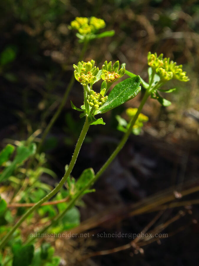 Kittitas sulphur-flower buckwheat, budding (Eriogonum umbellatum var. hypoleium) [Highway 2, Okanogan-Wenatchee National Forest, Chelan County, Washington]