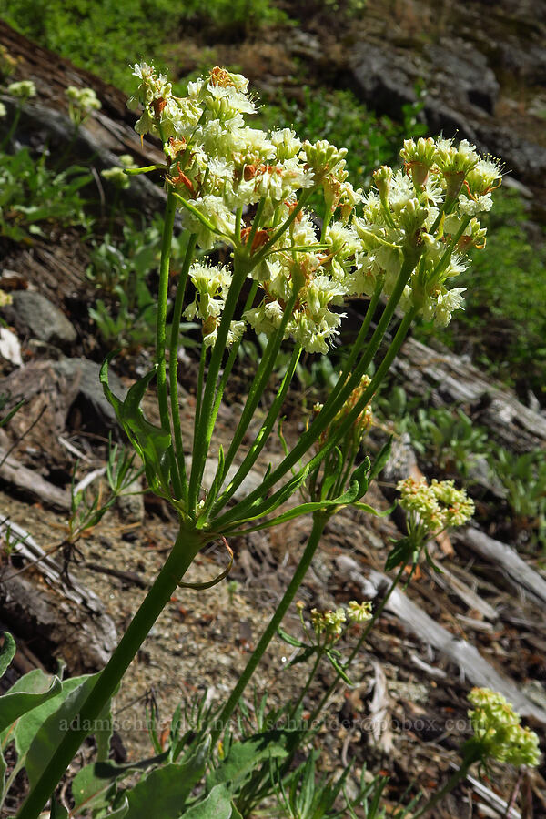 Wenatchee buckwheat (Eriogonum compositum var. lancifolium) [Tumwater Canyon, Okanogan-Wenatchee National Forest, Chelan County, Washington]