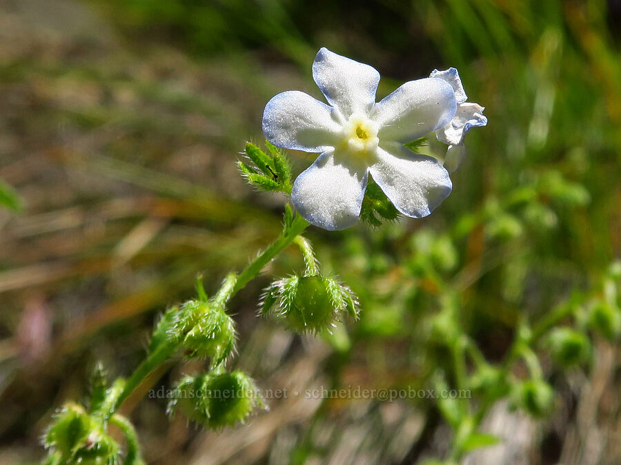 showy stickseed (Hackelia venusta) [Tumwater Canyon, Okanogan-Wenatchee National Forest, Chelan County, Washington]