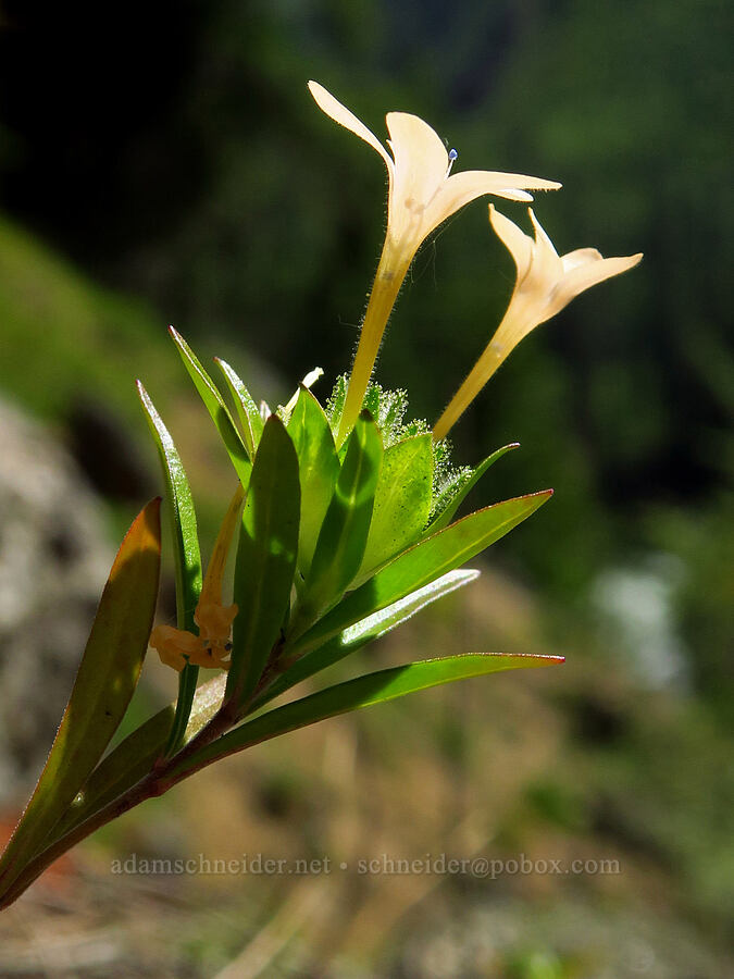 grand collomia (Collomia grandiflora) [Tumwater Canyon, Okanogan-Wenatchee National Forest, Chelan County, Washington]