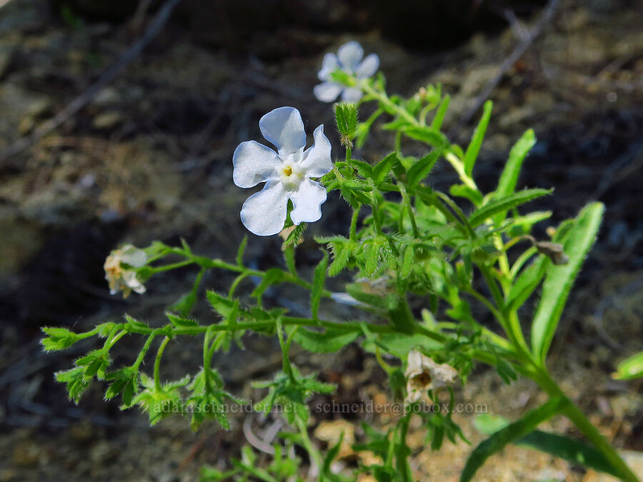 showy stickseed (Hackelia venusta) [Tumwater Canyon, Okanogan-Wenatchee National Forest, Chelan County, Washington]