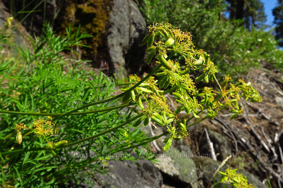 Brandegee's desert parsley (Lomatium brandegeei (Cynomarathrum brandegeei)) [Tumwater Canyon, Okanogan-Wenatchee National Forest, Chelan County, Washington]