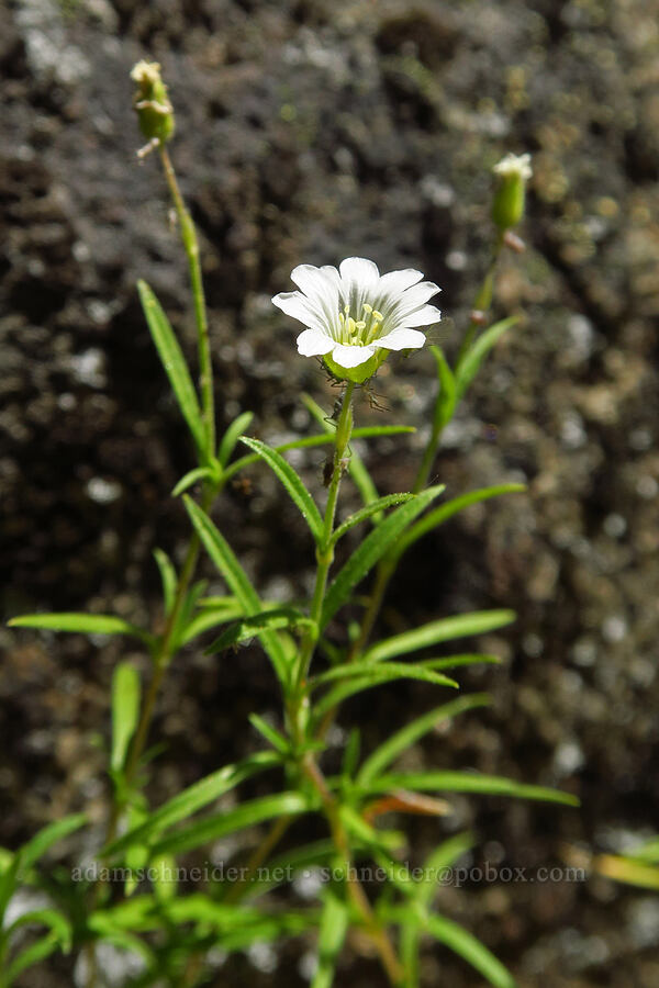 field chickweed (Cerastium arvense) [Tumwater Canyon, Okanogan-Wenatchee National Forest, Chelan County, Washington]