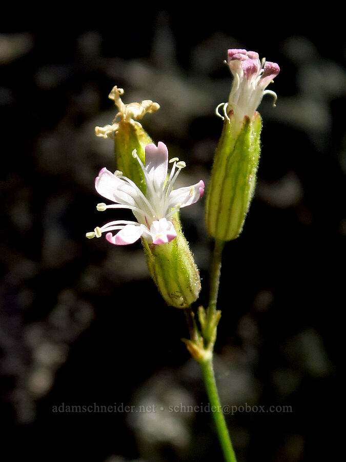 cliff-dwelling Douglas' catchfly (Silene douglasii var. rupinae) [Tumwater Canyon, Okanogan-Wenatchee National Forest, Chelan County, Washington]