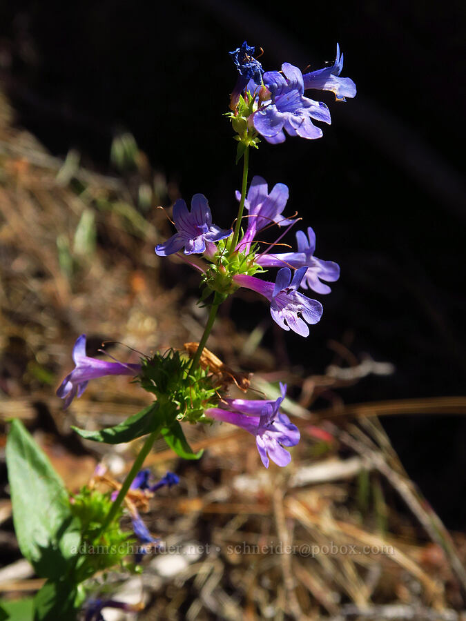 Chelan penstemon (Penstemon pruinosus) [Tumwater Canyon, Okanogan-Wenatchee National Forest, Chelan County, Washington]