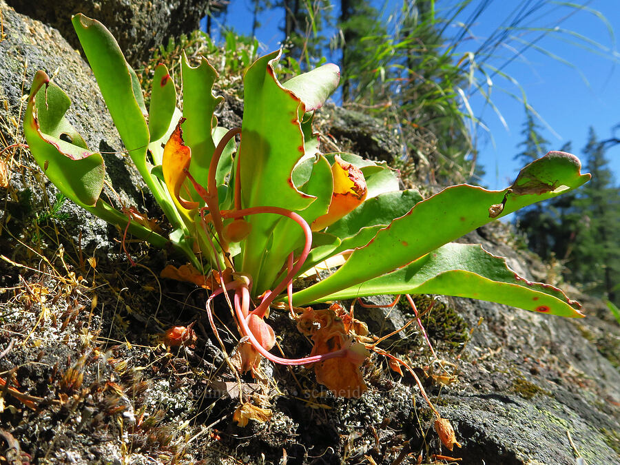 Tweedy's lewisia, going to seed (Lewisiopsis tweedyi (Lewisia tweedyi)) [Tumwater Canyon, Okanogan-Wenatchee National Forest, Chelan County, Washington]