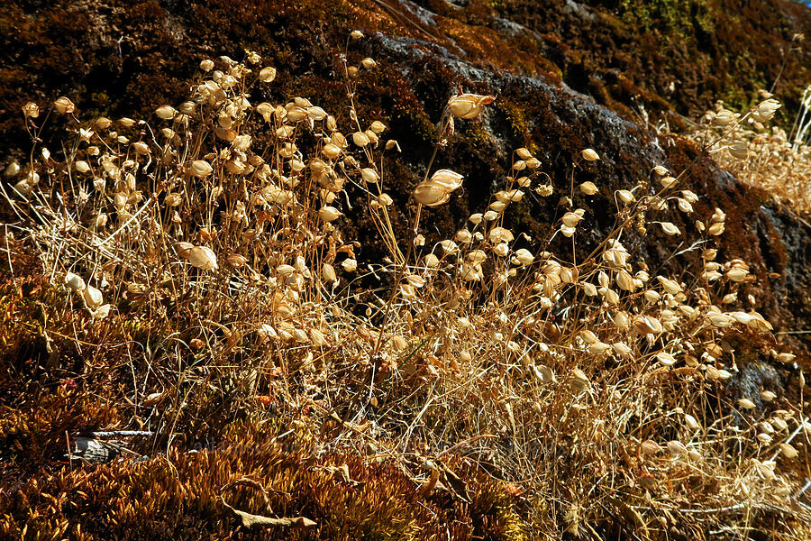 monkeyflower, gone to seed (Erythranthe sp. (Mimulus sp.)) [Tumwater Canyon, Okanogan-Wenatchee National Forest, Chelan County, Washington]