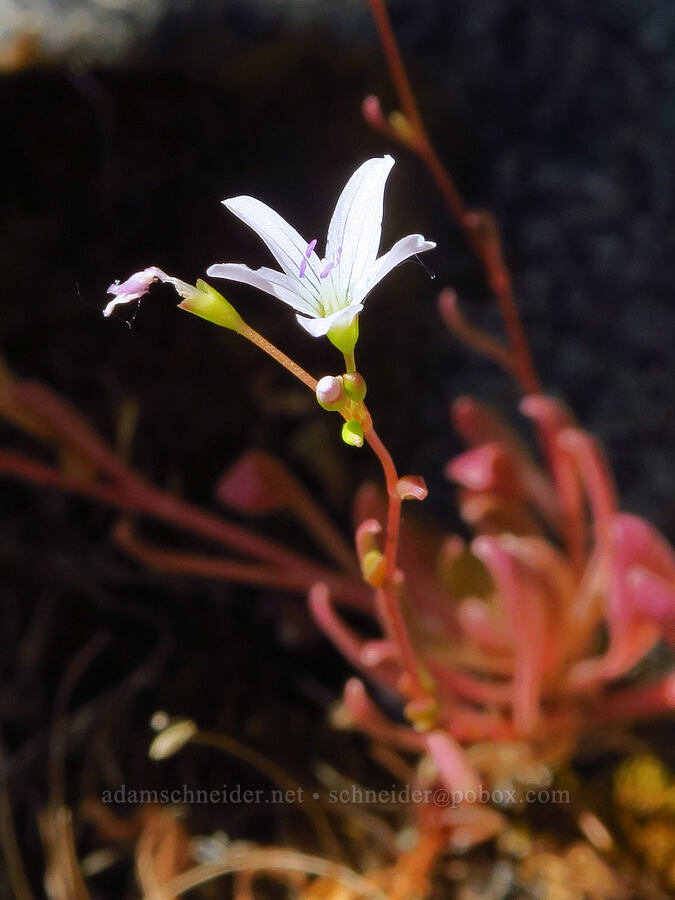 little-leaf montia (Montia parvifolia (Claytonia parvifolia)) [Tumwater Canyon, Okanogan-Wenatchee National Forest, Chelan County, Washington]