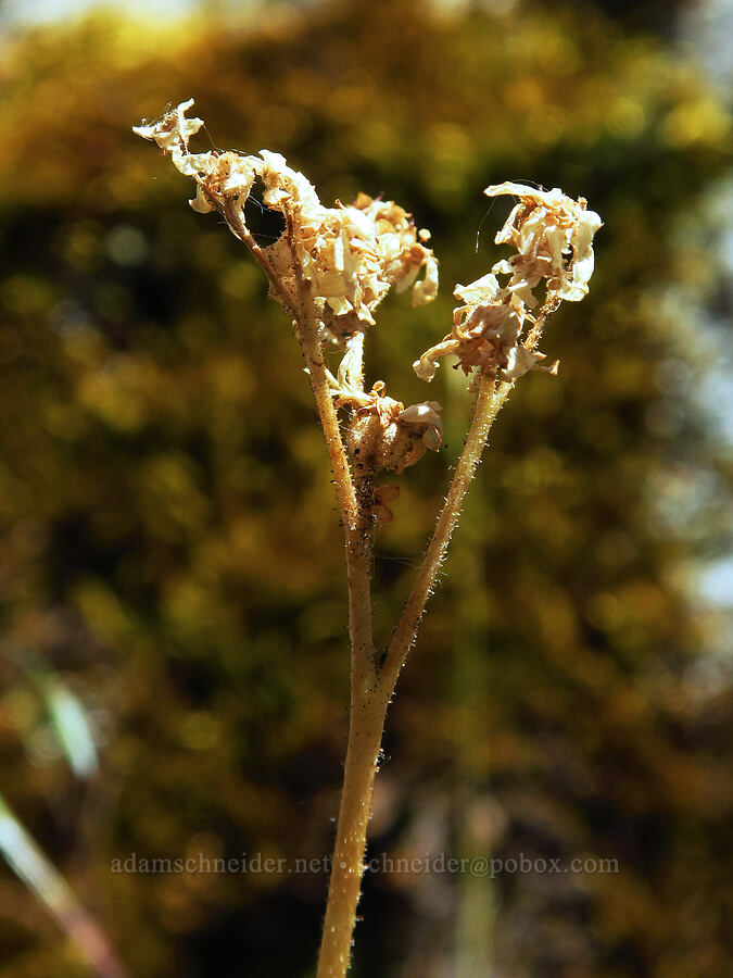 buttercup-leaf suksdorfia, gone to seed (Hemieva ranunculifolia (Suksdorfia ranunculifolia)) [Tumwater Canyon, Okanogan-Wenatchee National Forest, Chelan County, Washington]