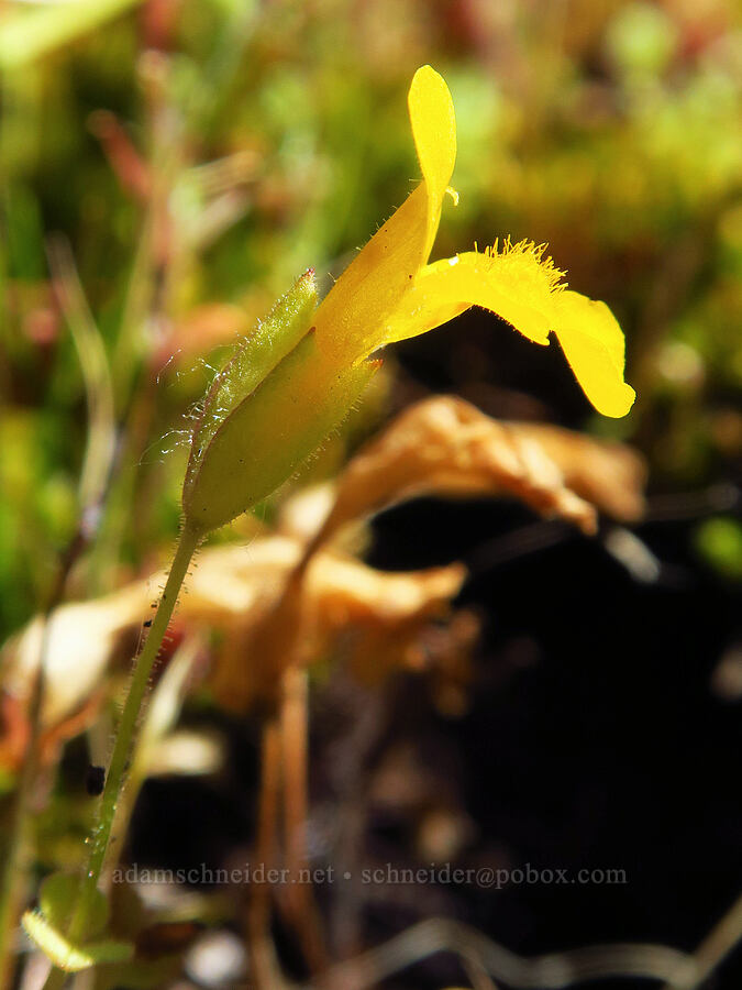 little-leaf monkeyflower (Erythranthe microphylla (Mimulus microphyllus)) [Tumwater Canyon, Okanogan-Wenatchee National Forest, Chelan County, Washington]