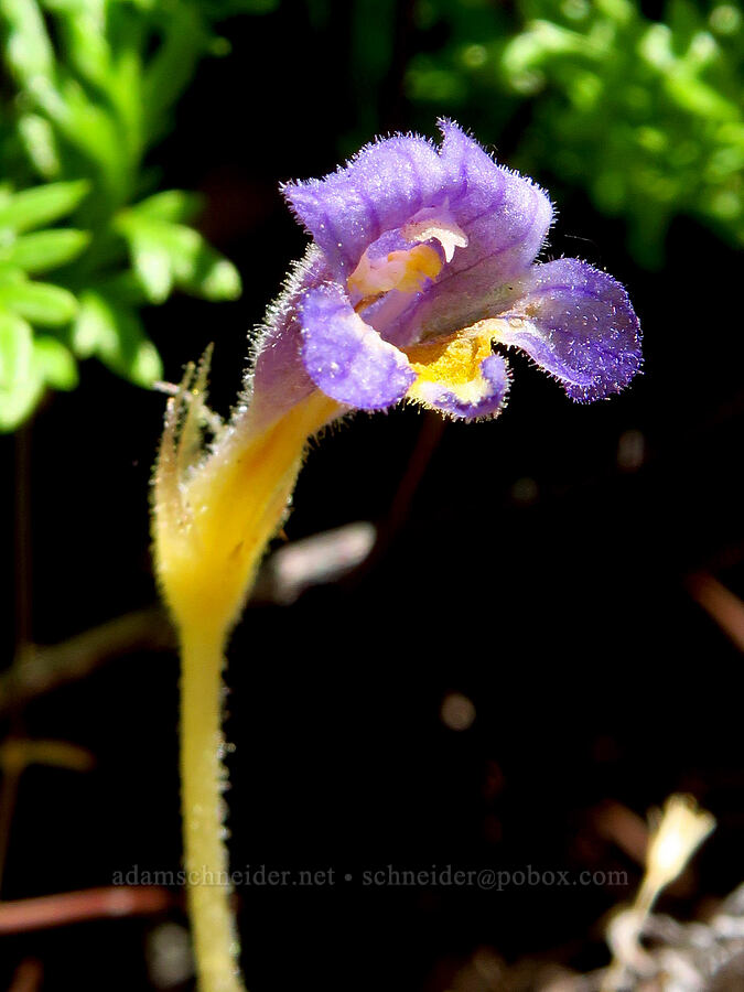 naked broomrape (Aphyllon purpureum (Orobanche uniflora)) [Tumwater Canyon, Okanogan-Wenatchee National Forest, Chelan County, Washington]