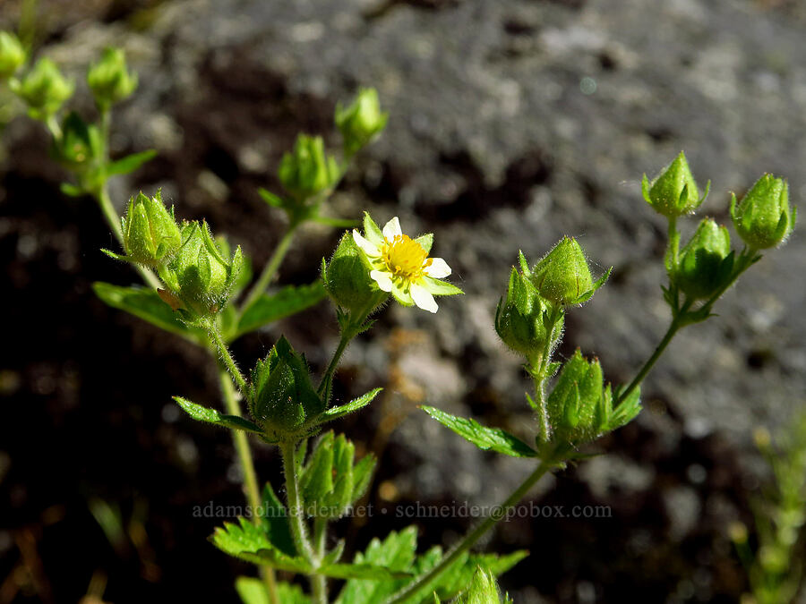 sticky cinquefoil (Drymocallis glandulosa (Potentilla glandulosa)) [Tumwater Canyon, Okanogan-Wenatchee National Forest, Chelan County, Washington]