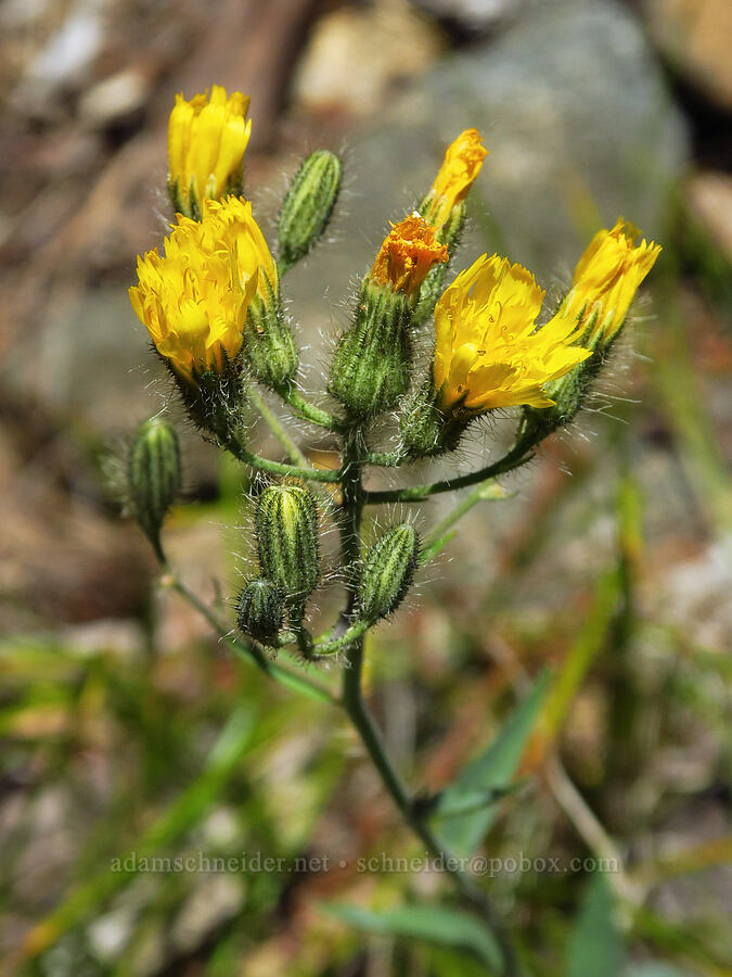 Scouler's hawkweed (Hieracium scouleri (Pilosella scouleri)) [Tumwater Canyon, Okanogan-Wenatchee National Forest, Chelan County, Washington]