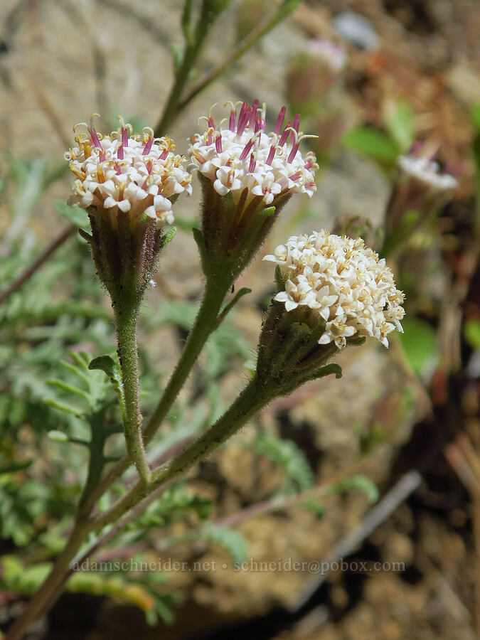 Douglas' pincushion (Chaenactis douglasii) [Tumwater Canyon, Okanogan-Wenatchee National Forest, Chelan County, Washington]