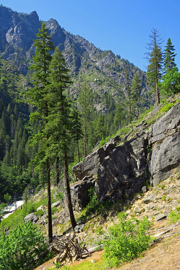 steep slopes & tall trees [Tumwater Canyon, Okanogan-Wenatchee National Forest, Chelan County, Washington]