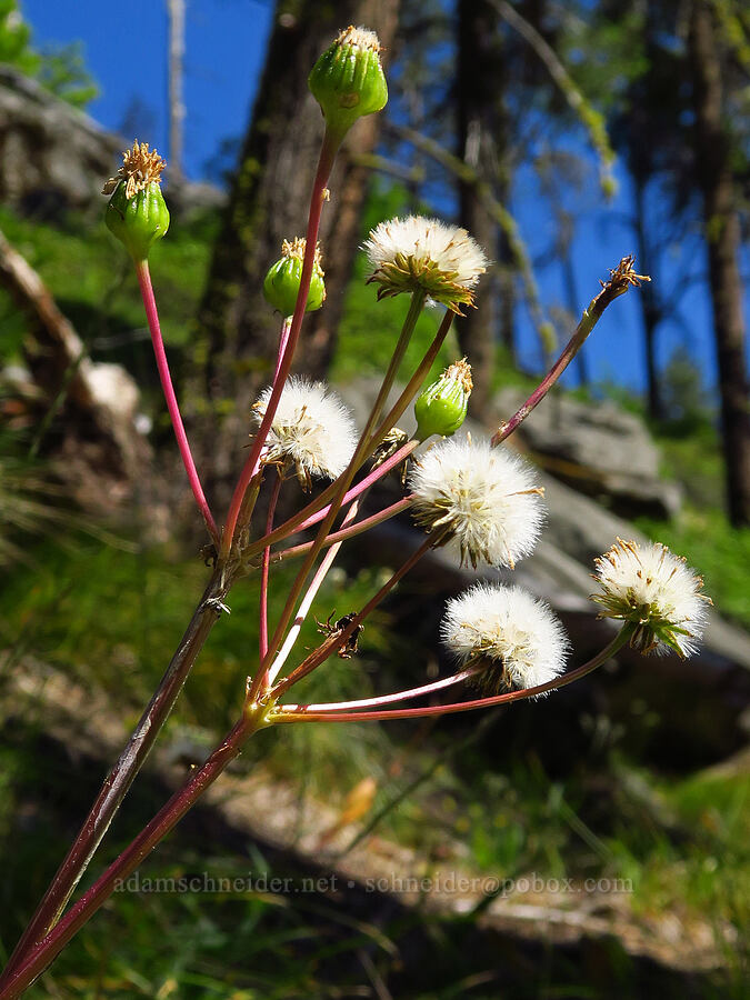 tall western groundsel, going to seed (Senecio integerrimus var. exaltatus) [Tumwater Canyon, Okanogan-Wenatchee National Forest, Chelan County, Washington]