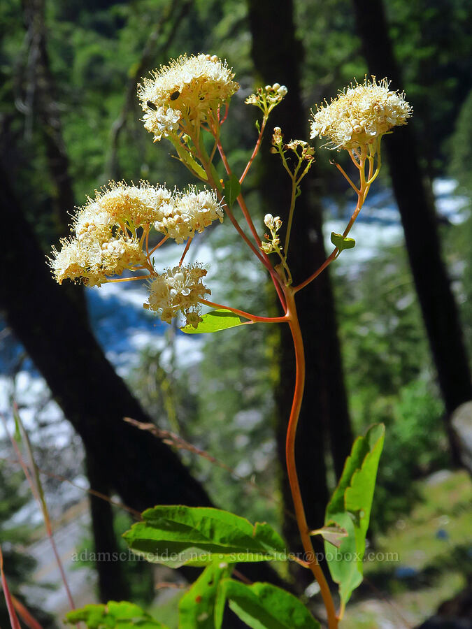 white spirea (Spiraea lucida (Spiraea betulifolia var. lucida)) [Tumwater Canyon, Okanogan-Wenatchee National Forest, Chelan County, Washington]