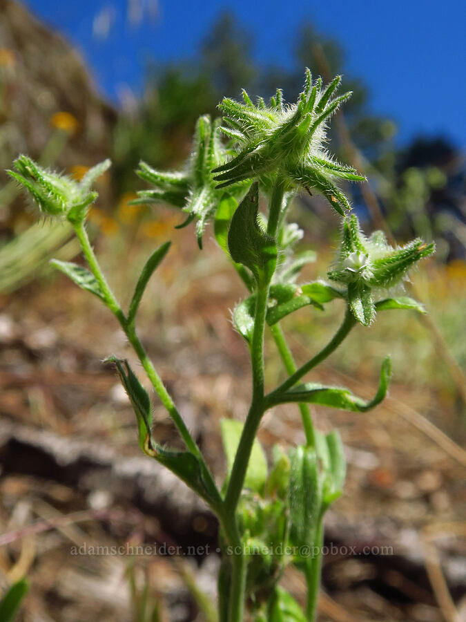 cryptantha (which?) (Cryptantha sp.) [Tumwater Canyon, Okanogan-Wenatchee National Forest, Chelan County, Washington]