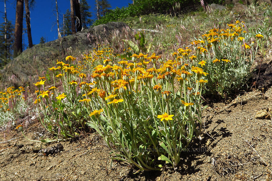 Oregon sunshine (Eriophyllum lanatum) [Tumwater Canyon, Okanogan-Wenatchee National Forest, Chelan County, Washington]