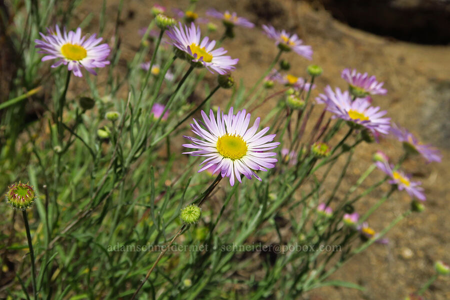 thread-leaf fleabane (Erigeron filifolius) [Tumwater Canyon, Okanogan-Wenatchee National Forest, Chelan County, Washington]