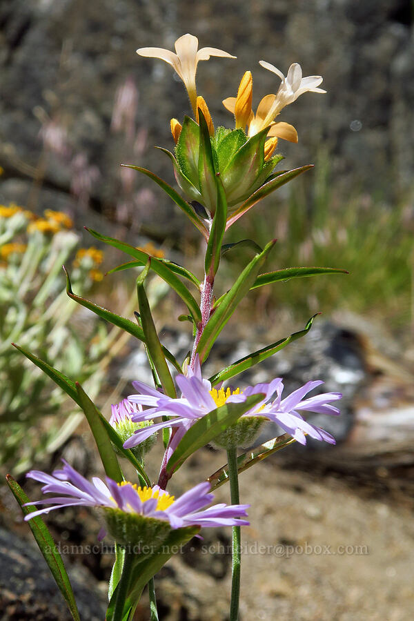 grand collomia & thread-leaf fleabane (Collomia grandiflora, Erigeron filifolius) [Tumwater Canyon, Okanogan-Wenatchee National Forest, Chelan County, Washington]