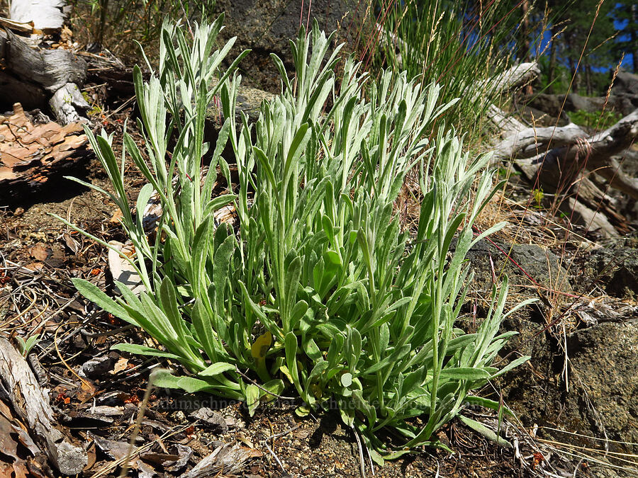 woolly pussy-toes leaves (Antennaria lanata) [Tumwater Canyon, Okanogan-Wenatchee National Forest, Chelan County, Washington]