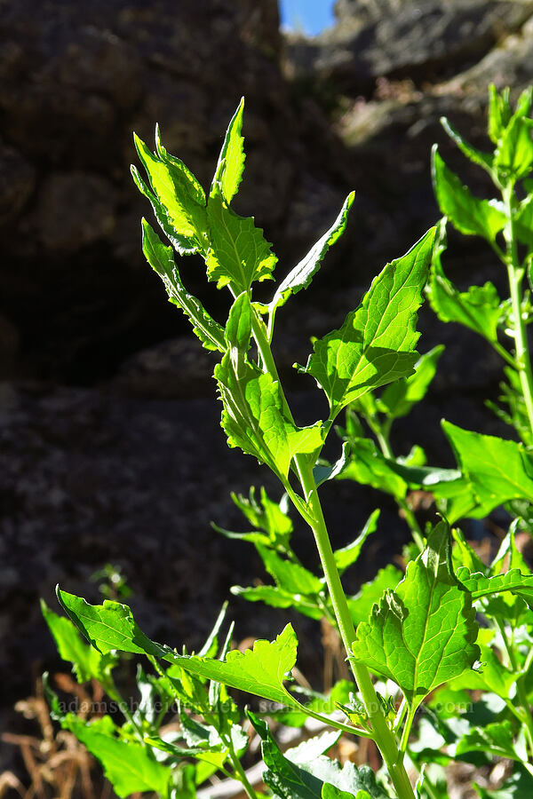 tassel-flower brickellbush leaves (Brickellia grandiflora) [Tumwater Canyon, Okanogan-Wenatchee National Forest, Chelan County, Washington]