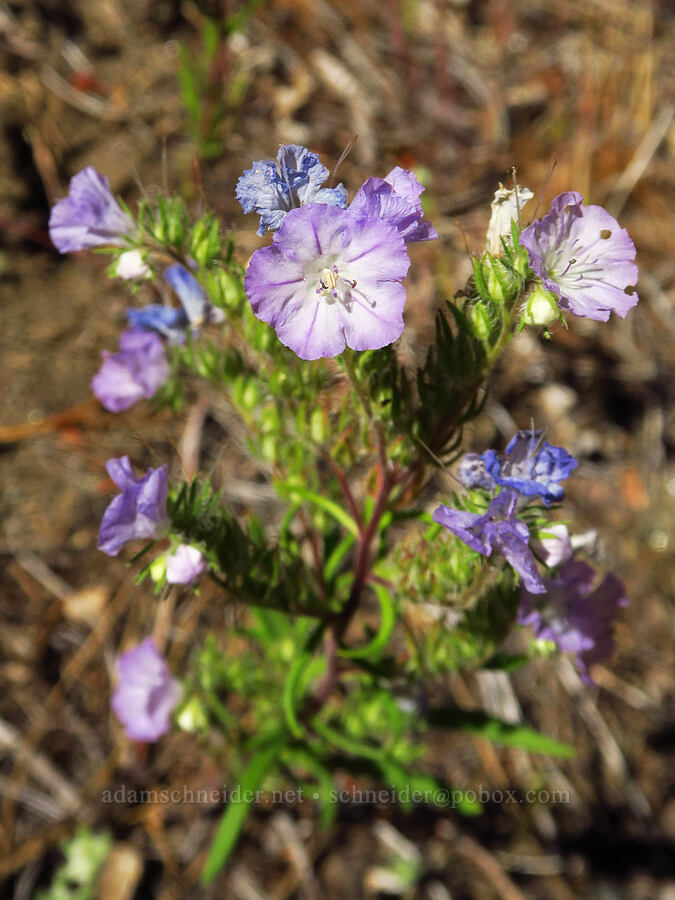 thread-leaf phacelia (Phacelia linearis) [Tumwater Canyon, Okanogan-Wenatchee National Forest, Chelan County, Washington]