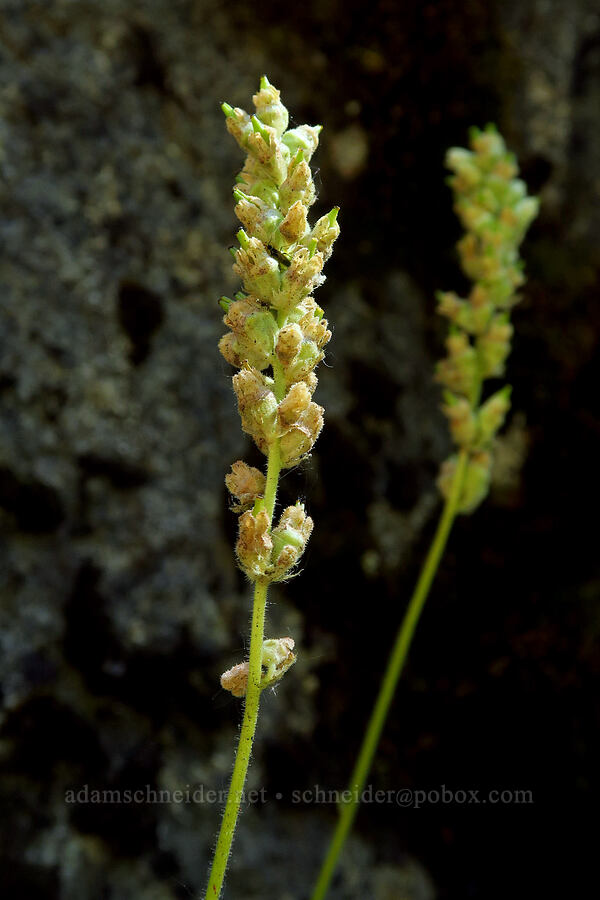 round-leaf alumroot, fading (Heuchera cylindrica) [Tumwater Canyon, Okanogan-Wenatchee National Forest, Chelan County, Washington]