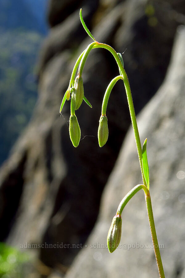 diamond clarkia, budding (Clarkia rhomboidea) [Tumwater Canyon, Okanogan-Wenatchee National Forest, Chelan County, Washington]