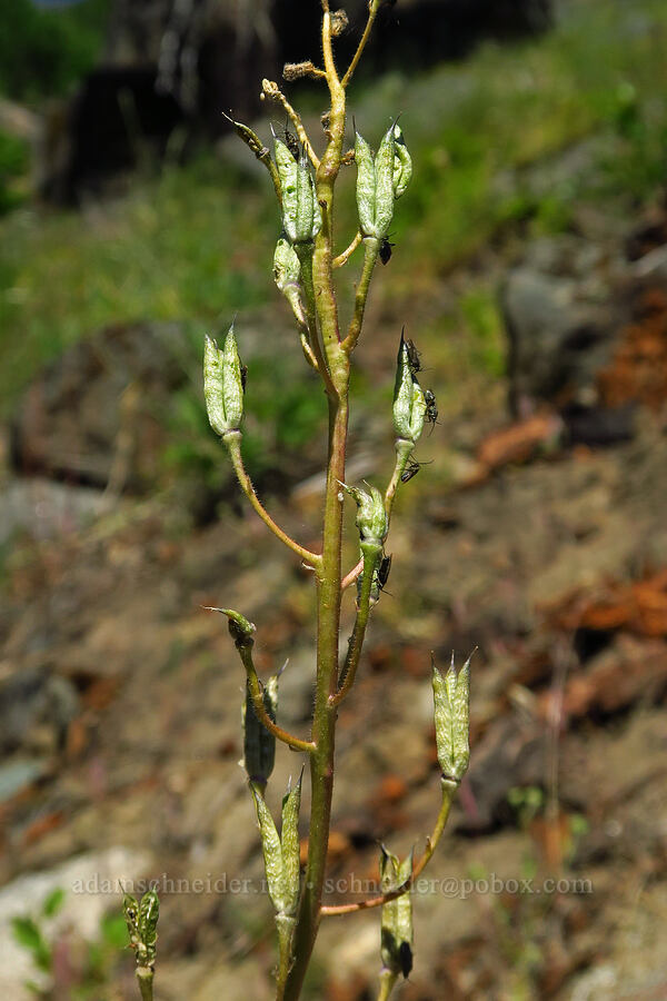 thin-petal larkspur, going to seed (Delphinium lineapetalum) [Tumwater Canyon, Okanogan-Wenatchee National Forest, Chelan County, Washington]