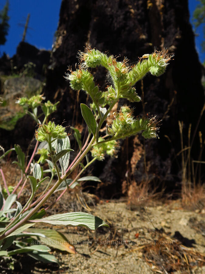 silver-leaf phacelia (Phacelia hastata) [Tumwater Canyon, Okanogan-Wenatchee National Forest, Chelan County, Washington]